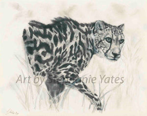 Yates -King Cheetah