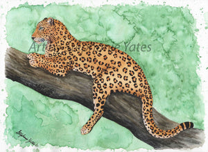Yates - leopard