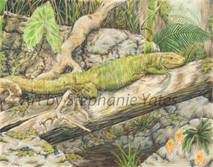 Yates -Lizard in the Amazon