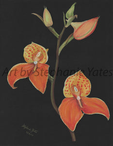 Yates - Orange Orchids