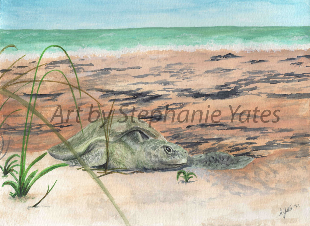 Yates - Sea Turtle on Beach