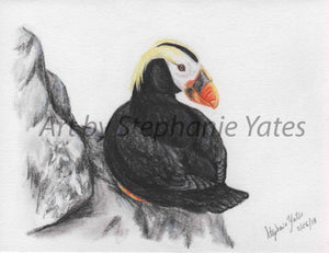 Yates - Tufted Puffin