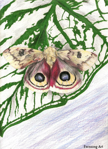 Trimble - Male Io Moth
