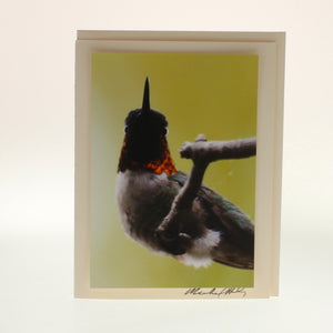 Siegele & Haley - Set Of 6 Cards, birds