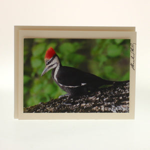 Siegele & Haley - Set Of 6 Cards, birds