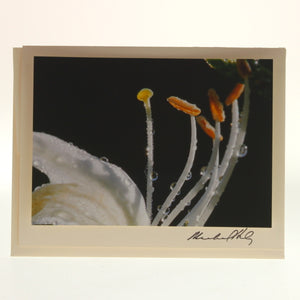 Siegele & Haley - Set Of 6 Cards, floral