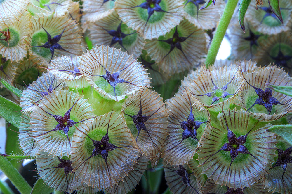 Feinstein - Scabiosa 5x7 P